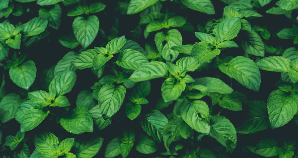 Effect of Peppermint Aroma on Short Term Memory and  Cognition in Healthy Volunteers