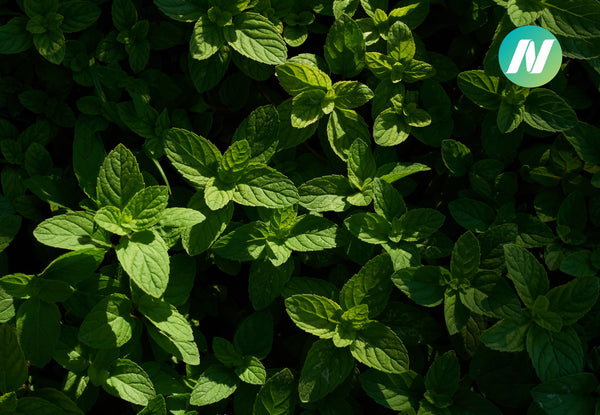 Peppermint Improves Athletic Performance