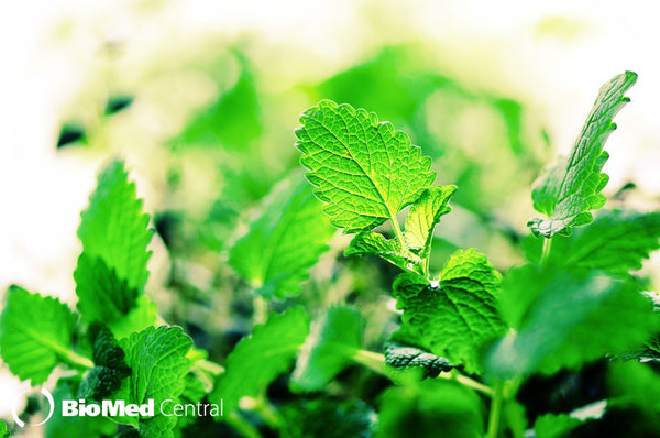 Peppermint's Primary Component, L-Menthol, Increases Physical Power Output and Exercise Time