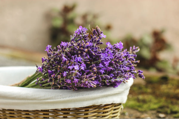 The Effect of Lavender Oil on Sleep Quality and Vital Signs in Palliative Care: A Randomized Clinical Trial