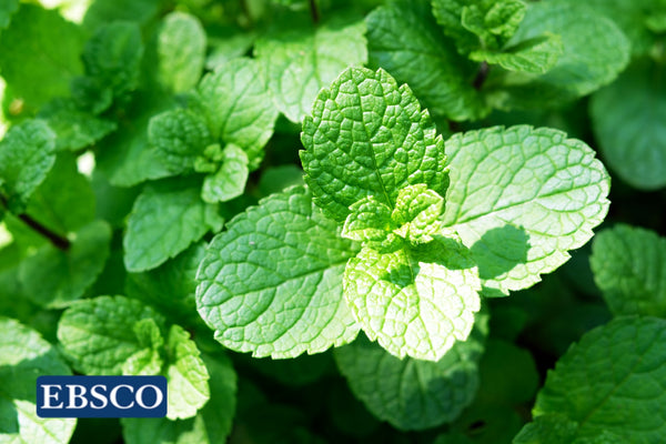Peppermint Increases Alertness and Improves Mood