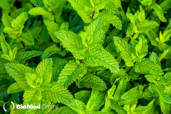 Peppermint Improves Exercise Performance